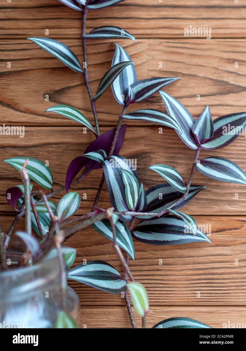 Tradescantia zebrina grows in a glass jar. Square image. Purple and green leaves of plant. Stock Photo