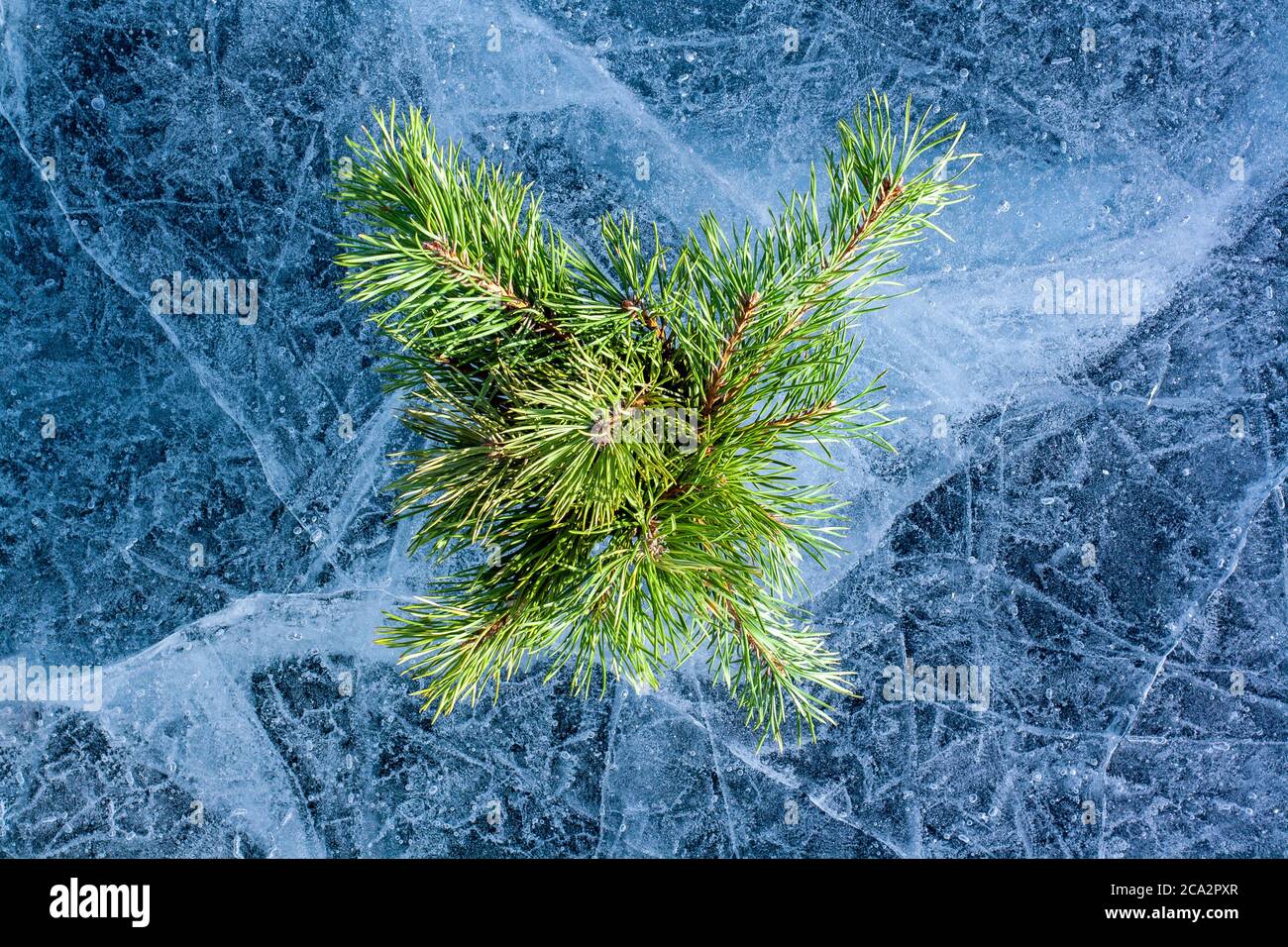 Pine branches on the amazing ice of Lake Baikal in the style of a flat lay. Cracks on ice with a beautiful pattern. Coniferous twigs for decoration. W Stock Photo
