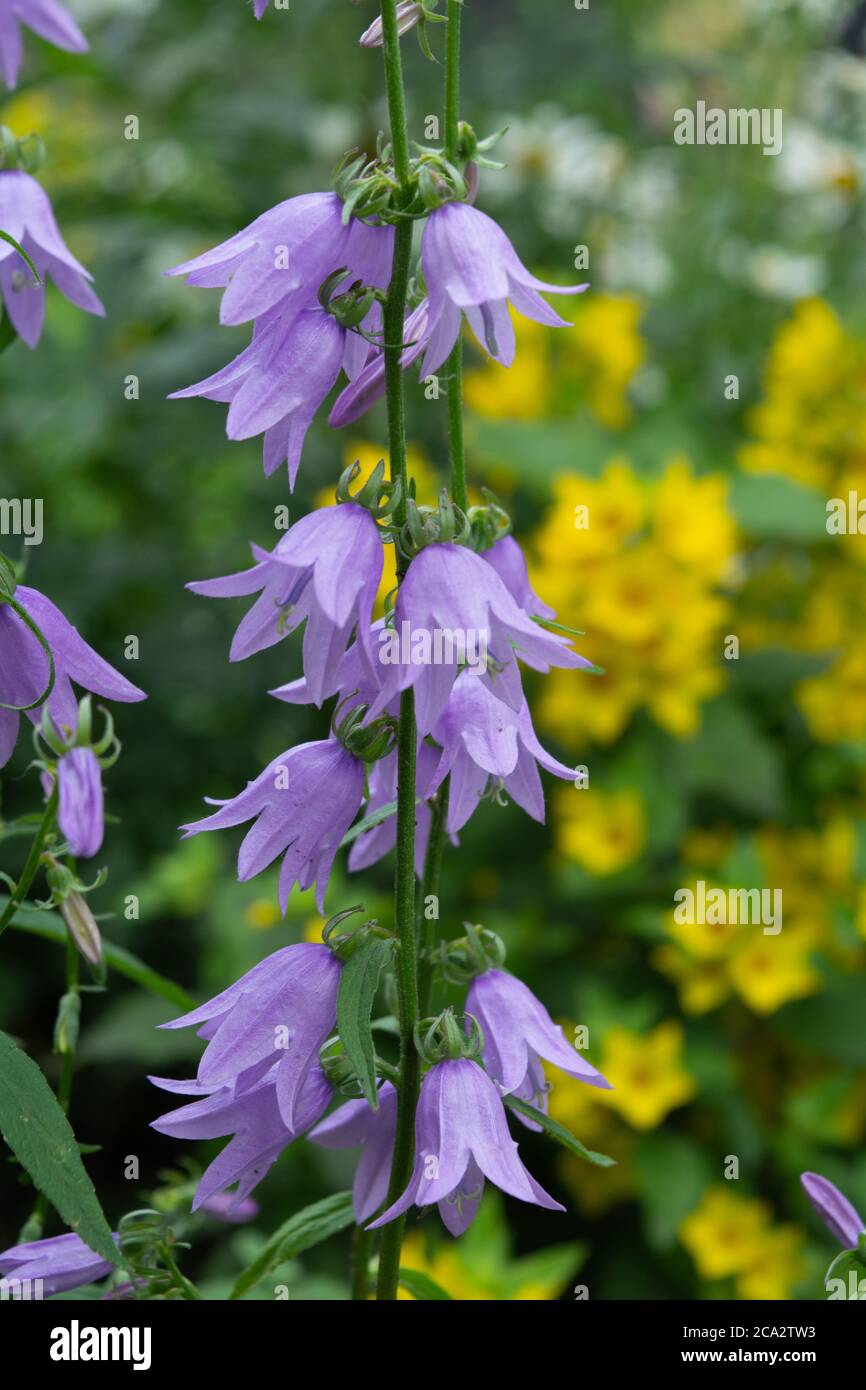 Beautiful blue flowers of Campanula plant The purple bell of bearded Campanula barbata grows in garden Stock Photo