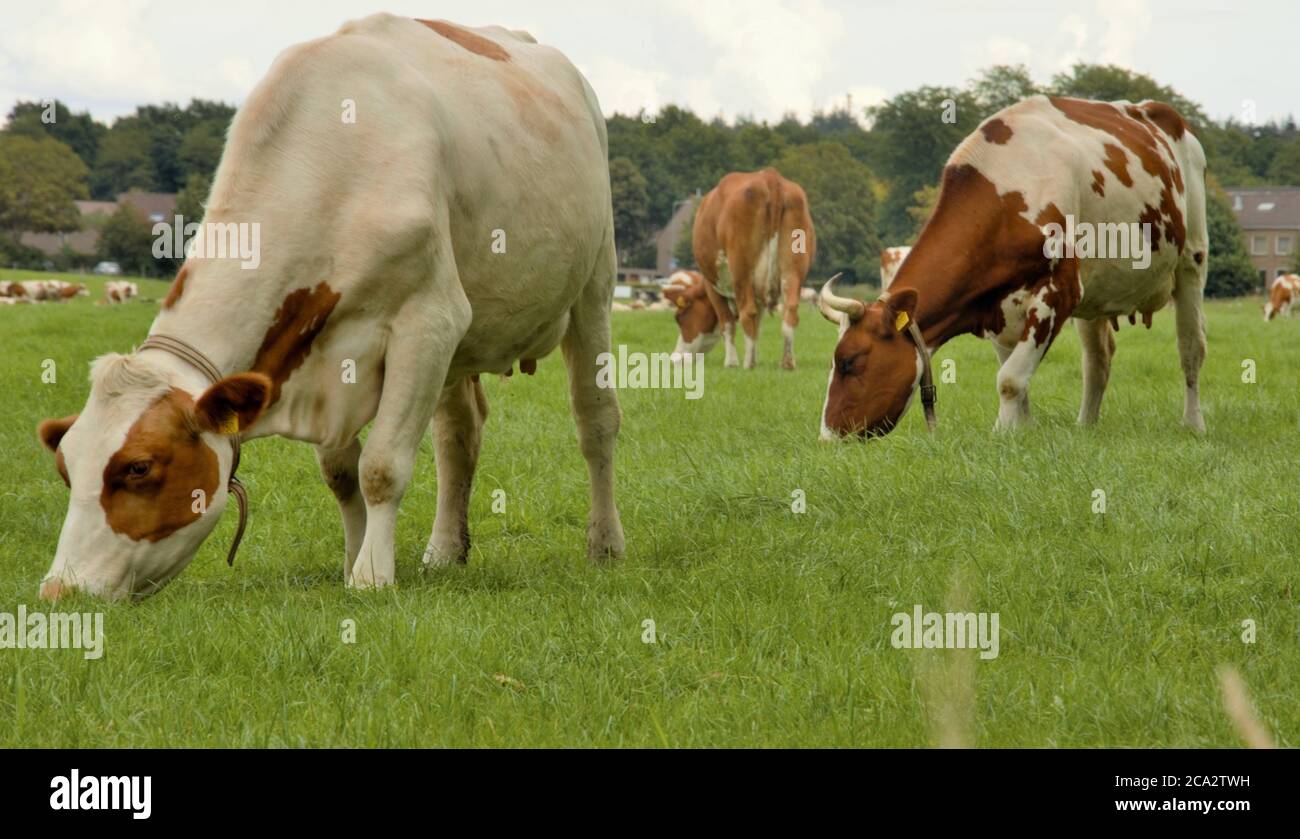 Cows grazing in lush green grass field hi-res stock photography and ...