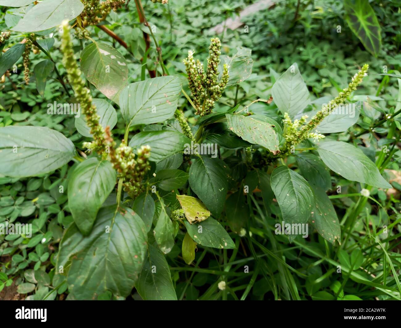close up view of a Green amaranth (Amaranthus viridis), a leafy healty vegetable popular in south India. Stock Photo