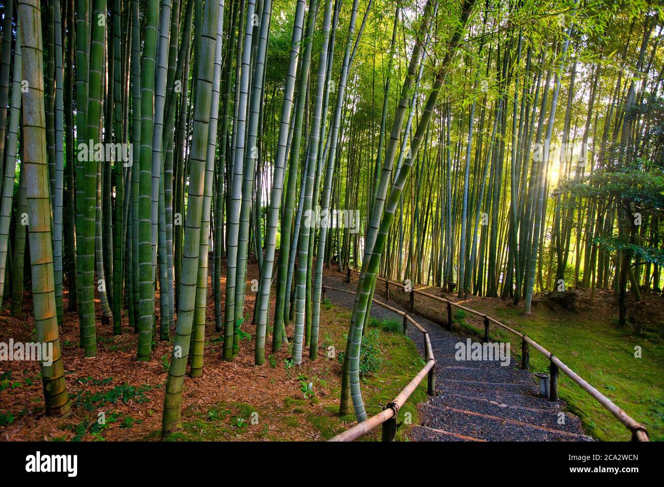 Bamboo garden, Kodaiji Temple, Gion, Kyoto, Japan. Stock Photo