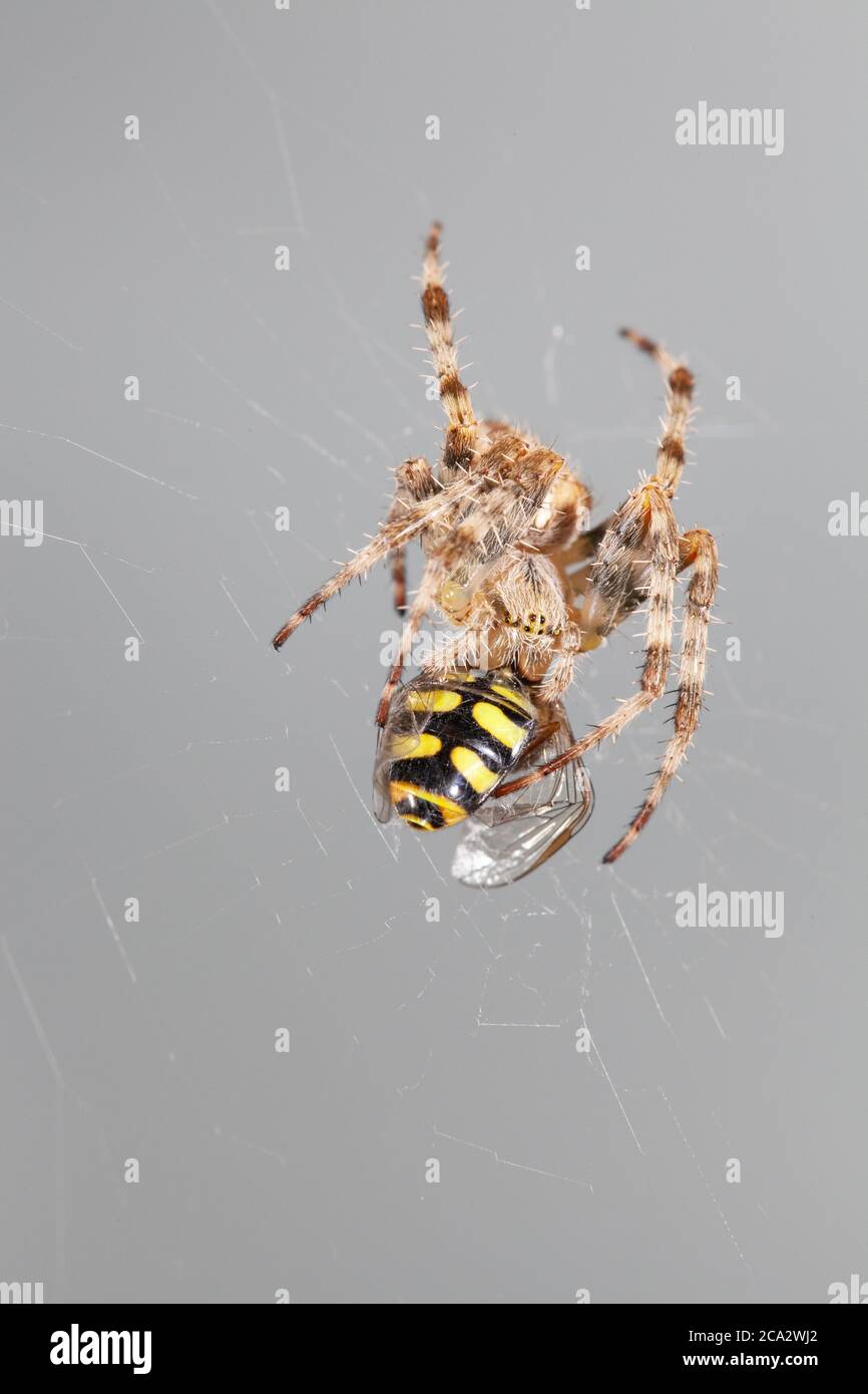 Female Araneus Diadematus house spider eating it's prey Stock Photo Alamy