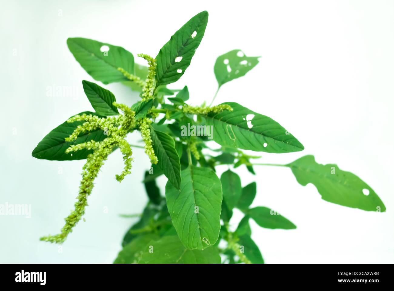 Fresh green amaranthus viridis tree (Green amaranth) in nature garden ...