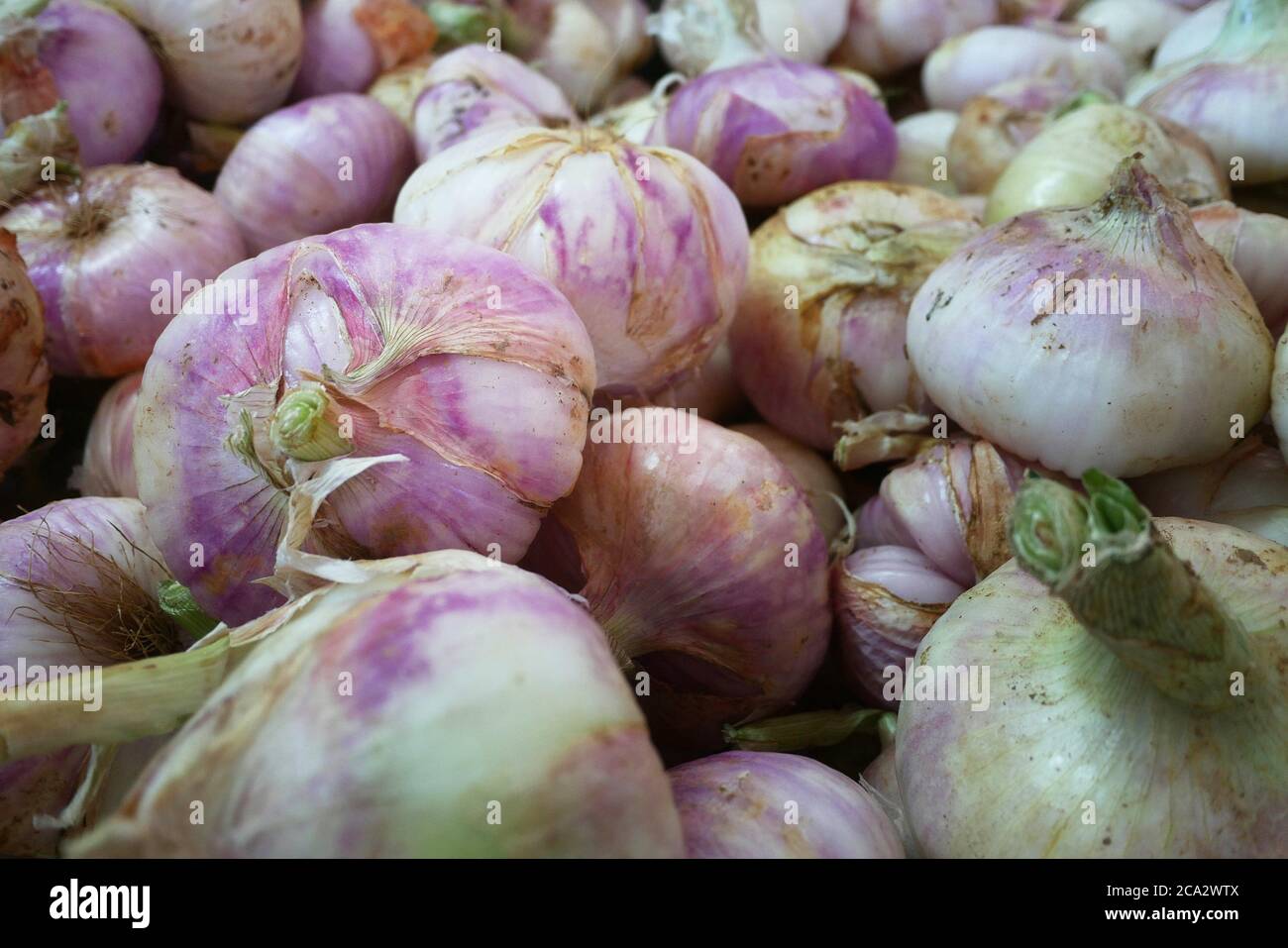 Huge violet onions from Lezignan-les-Cebes, France. Stock Photo