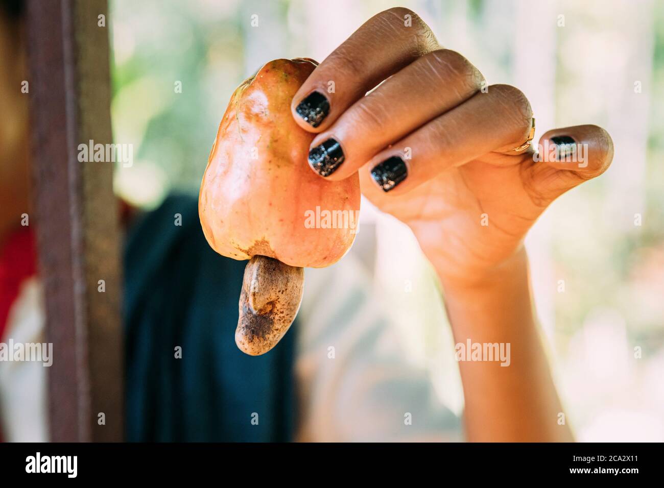 Goa, India. Cashew Nut Fruit In Hand Of Woman. Poisonous Shell. Stock Photo
