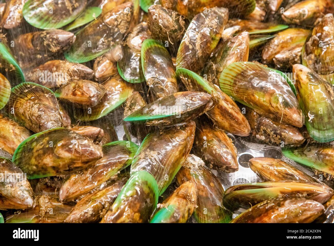 Giant mussels of New Zealand in fresh water Stock Photo Alamy