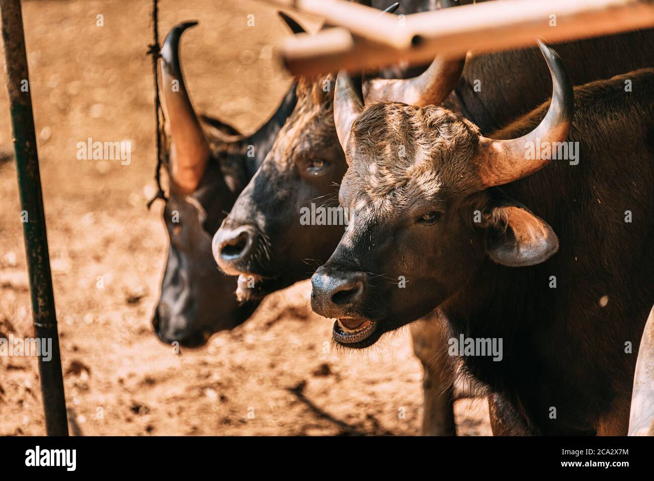 Goa, India. Gaur Bull, Bos Gaurus Or Indian Bison. It Is The Largest  Species Among The Wild Cattle. In Malaysia, It Is Called Seladang, And  Pyaung In Stock Photo - Alamy