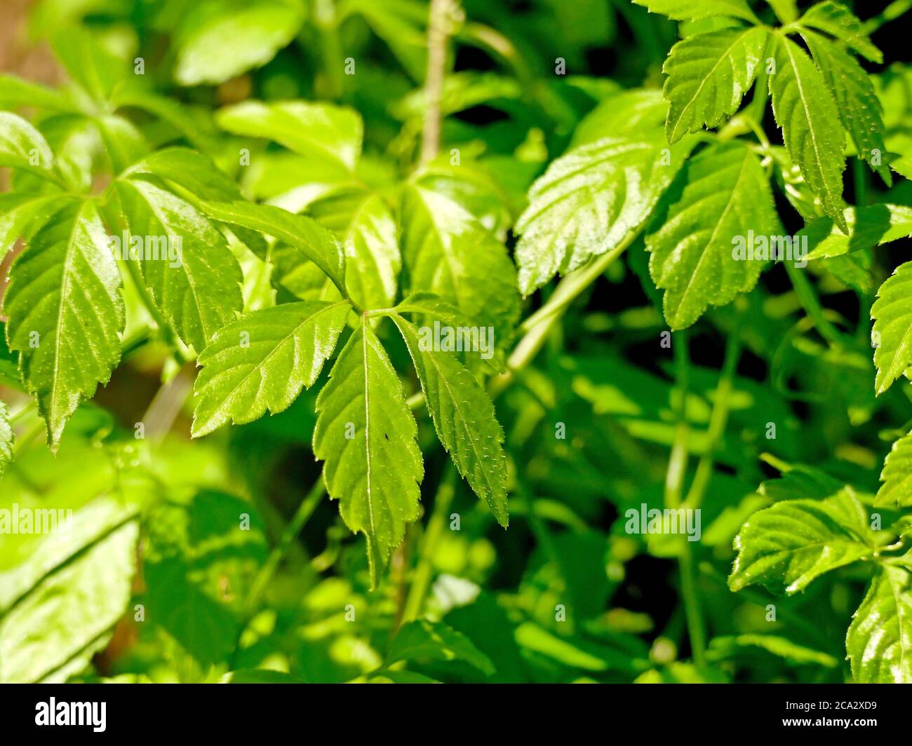 Jiaogulan, Chinese herb for longevity. Stock Photo