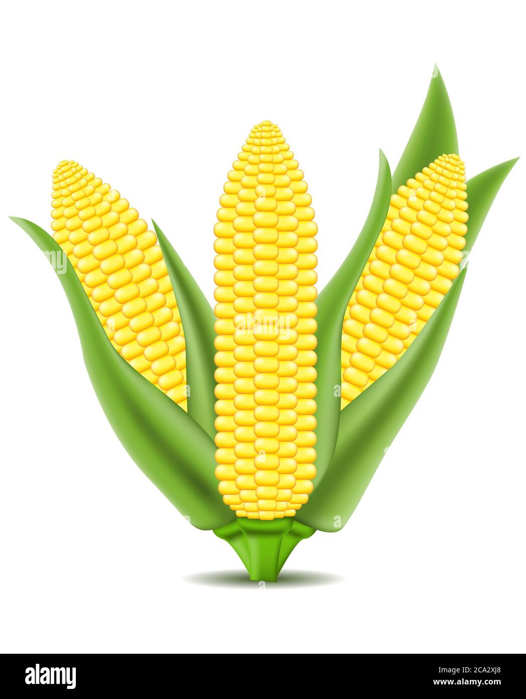 Corn Vector