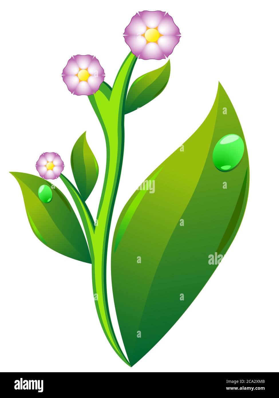 blossom and leaf of potato isolated on white background vector illustration. Stock Photo