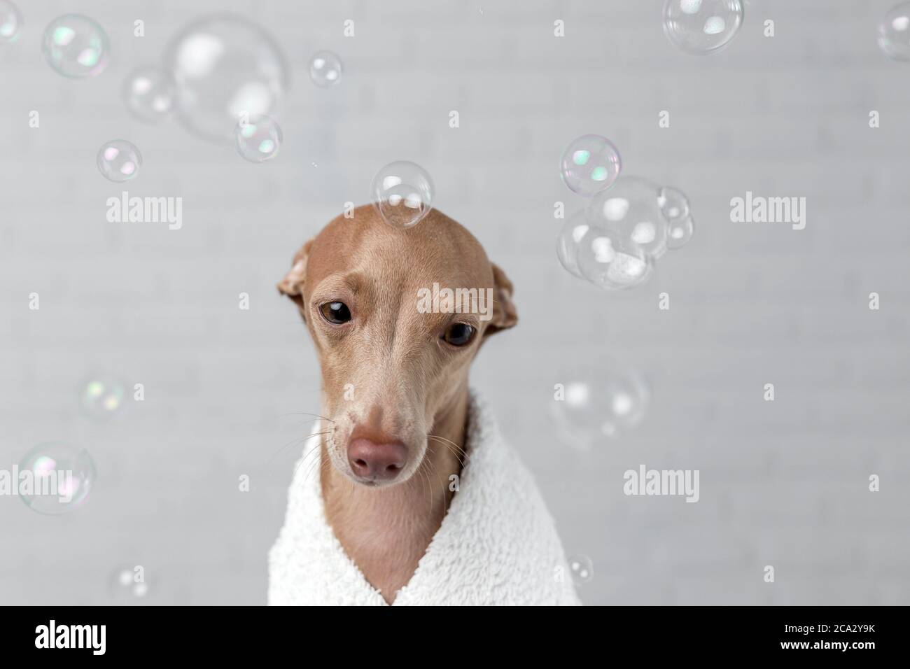 Italian piccolo dog getting ready for the bath. With white background and soap bubbles Stock