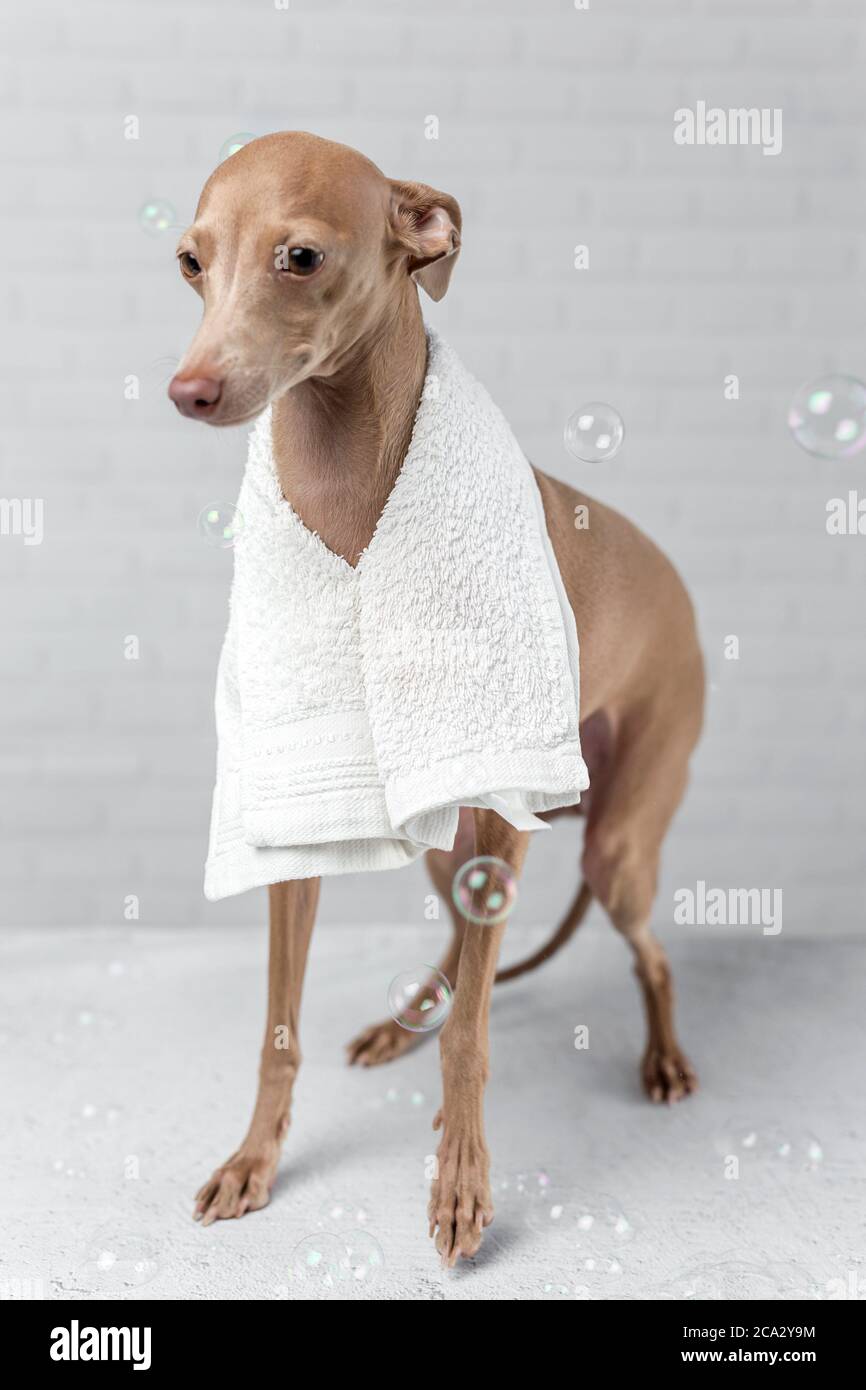 Italian piccolo dog getting ready for the bath. With white background