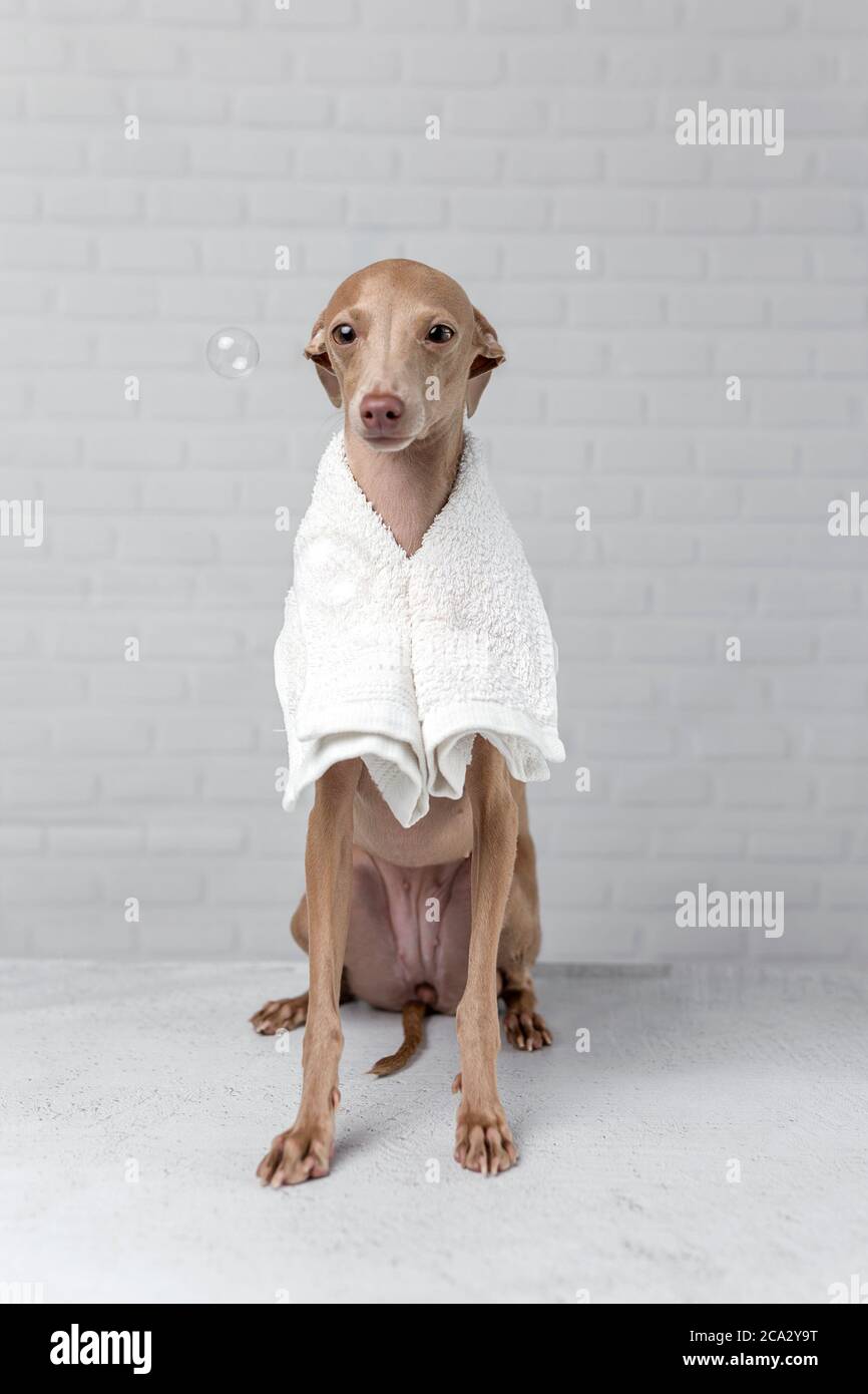 Italian piccolo dog getting ready for the bath. With white background and soap bubbles Stock