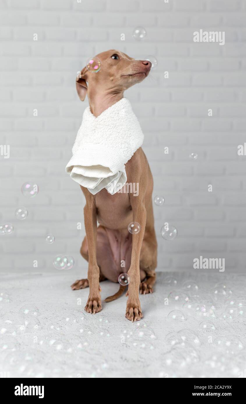 Italian piccolo dog getting ready for the bath. With white background and soap bubbles Stock