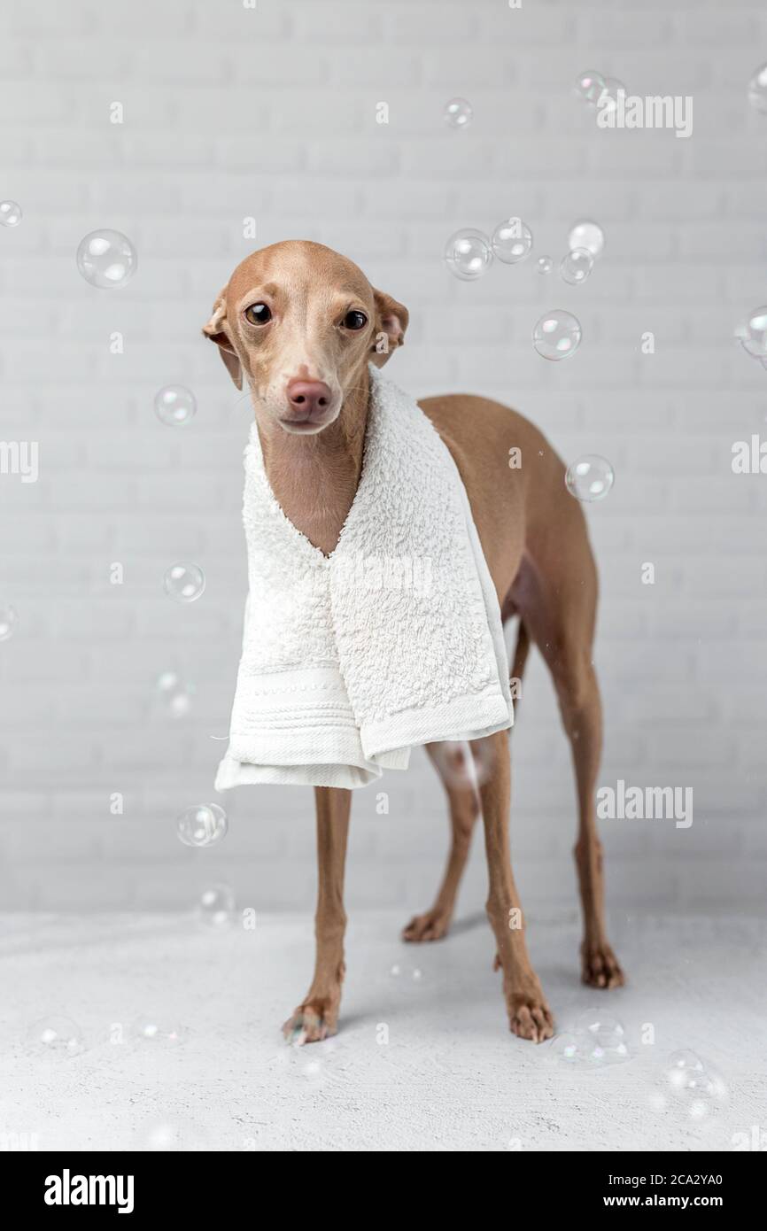 Italian piccolo dog getting ready for the bath. With white background and soap bubbles Stock