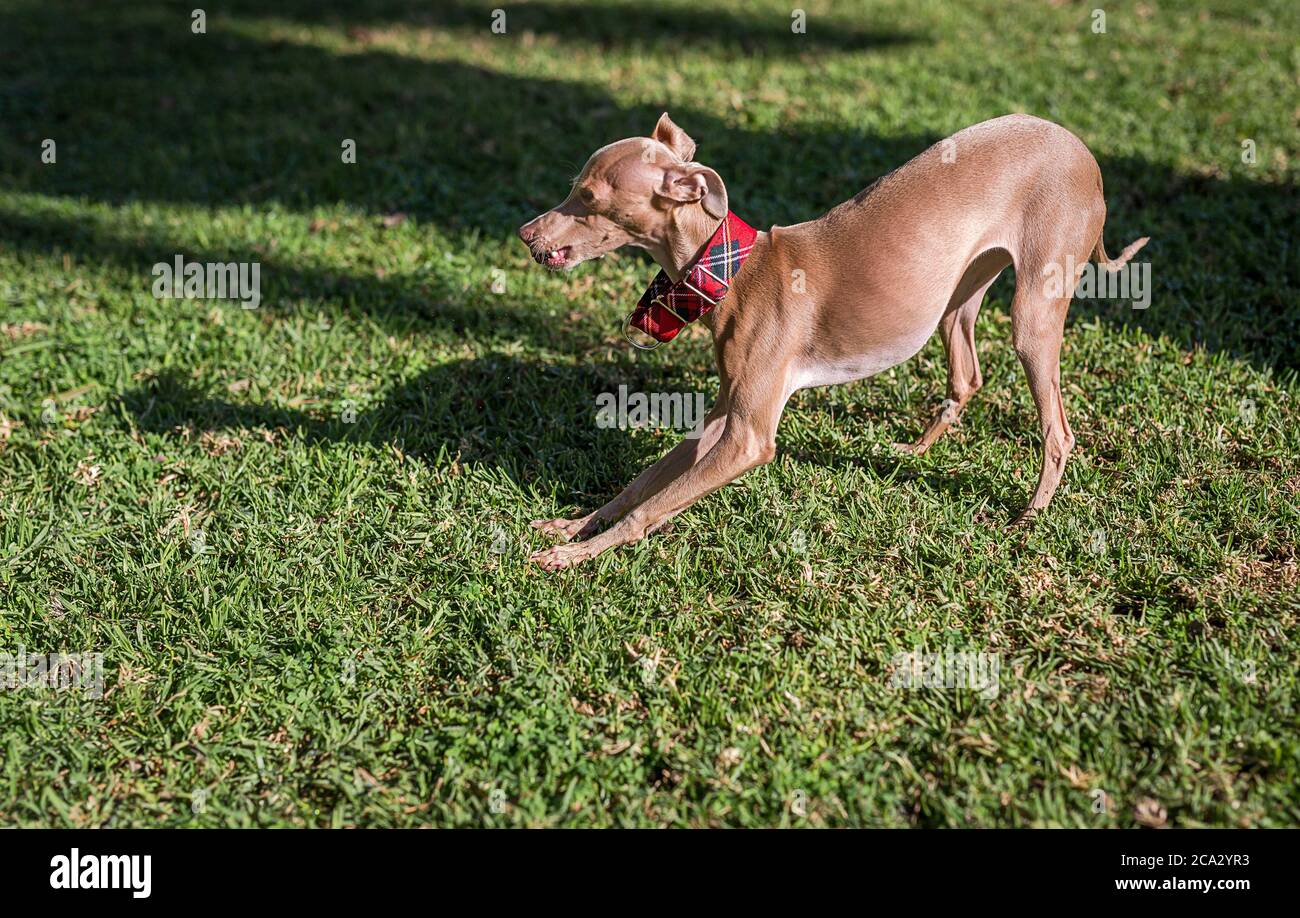 Greyhound dog cheap park