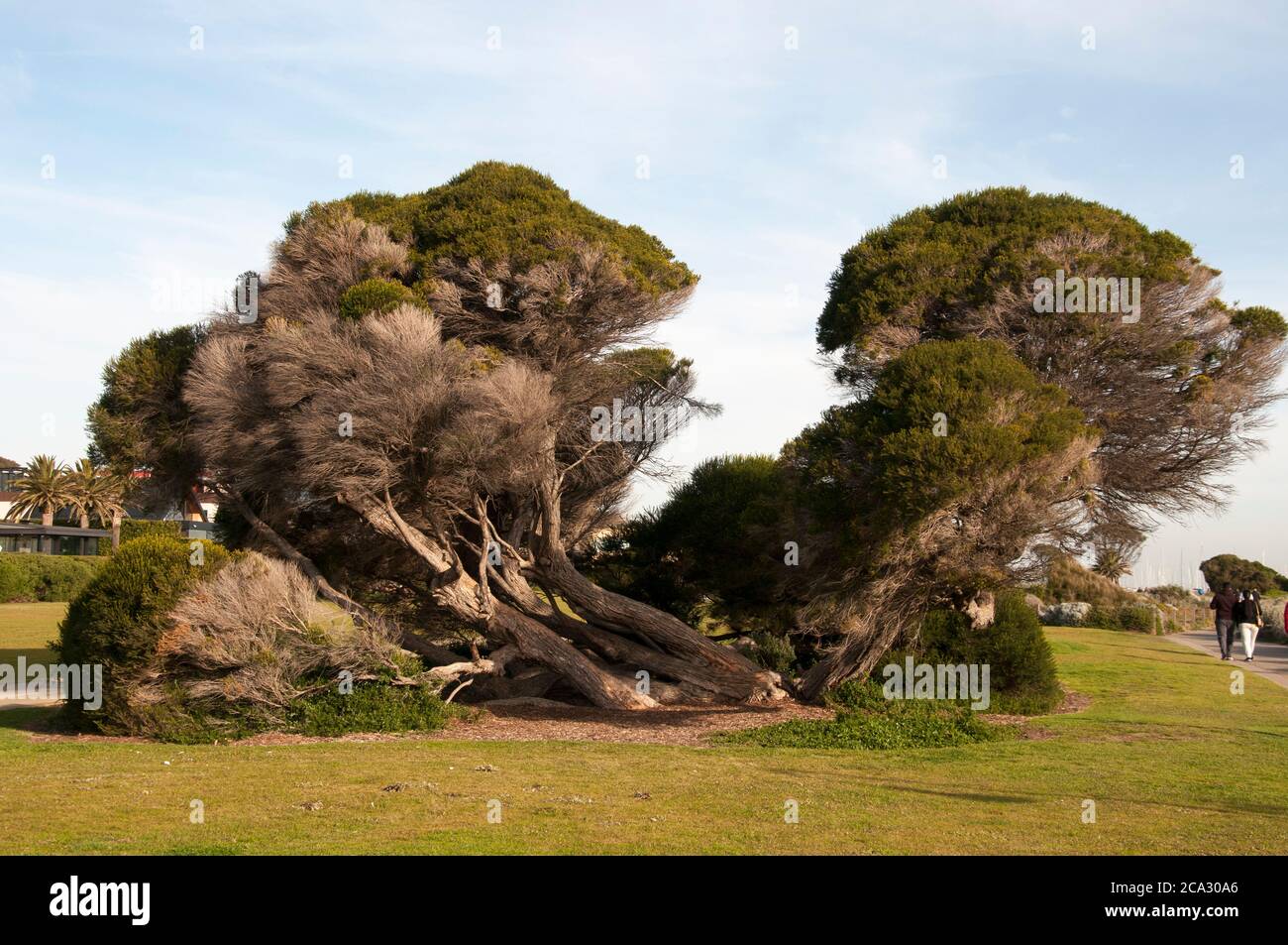 A windblown and gnarled coastal ti-tree on the foreshore at Brighton on Port Phillip Bay, Melbourne, Australia Stock Photo