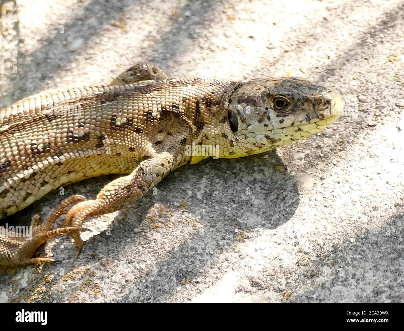 Sun Bathing Lizard Animal sunbathing hi-res stock photography and images - Alamy