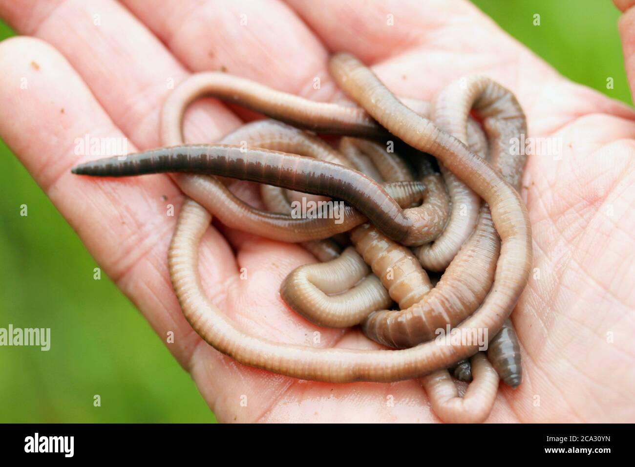 Earthworms. Lumbricus terrestris. Stock Photo