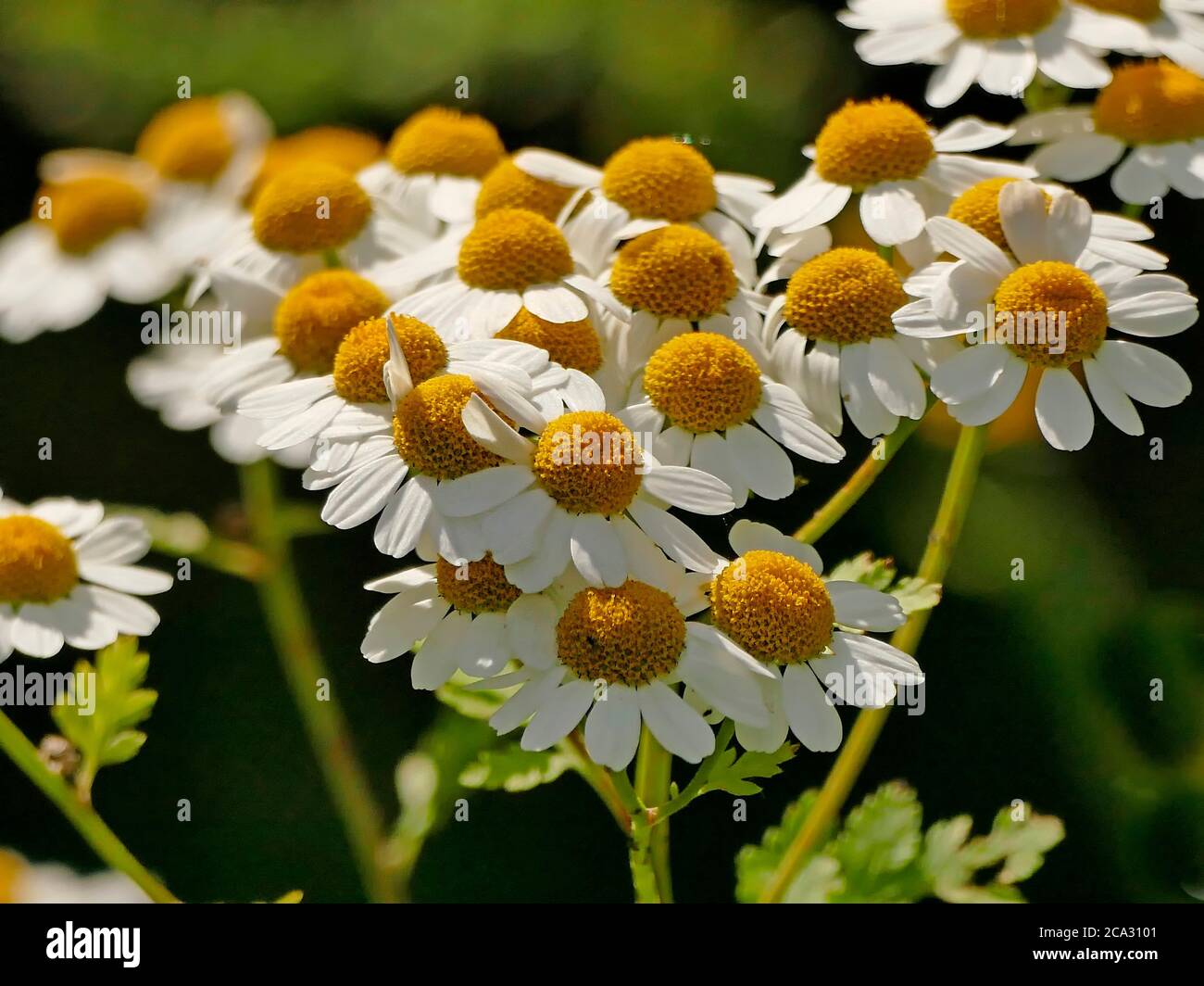 feverfew, medicinal plant with flower Stock Photo Alamy