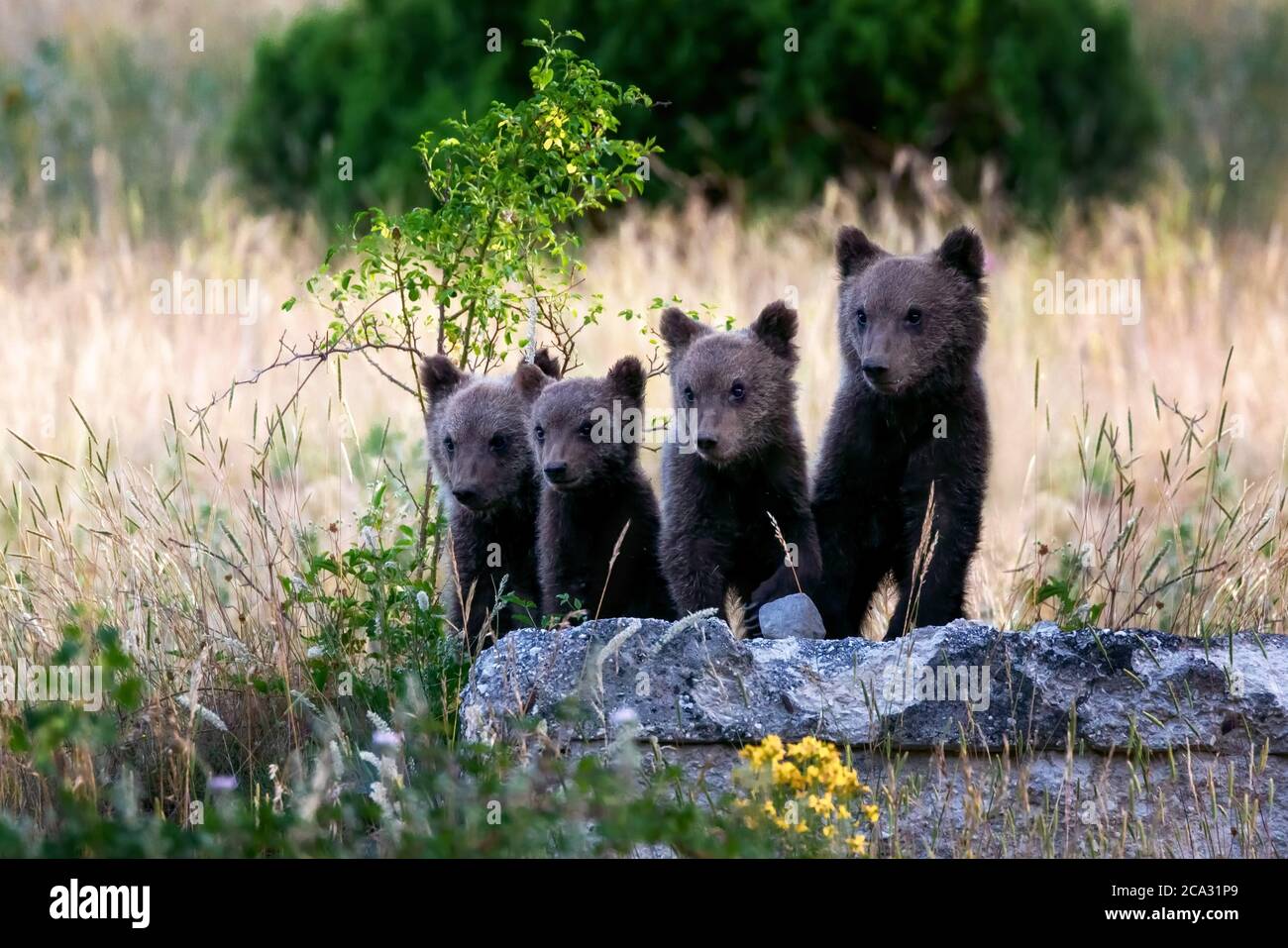 Marsican bear cubs, a protected species typical of central Italy. Animals in the wild in their natural habitat, in the Abruzzo region of Italy. Stock Photo