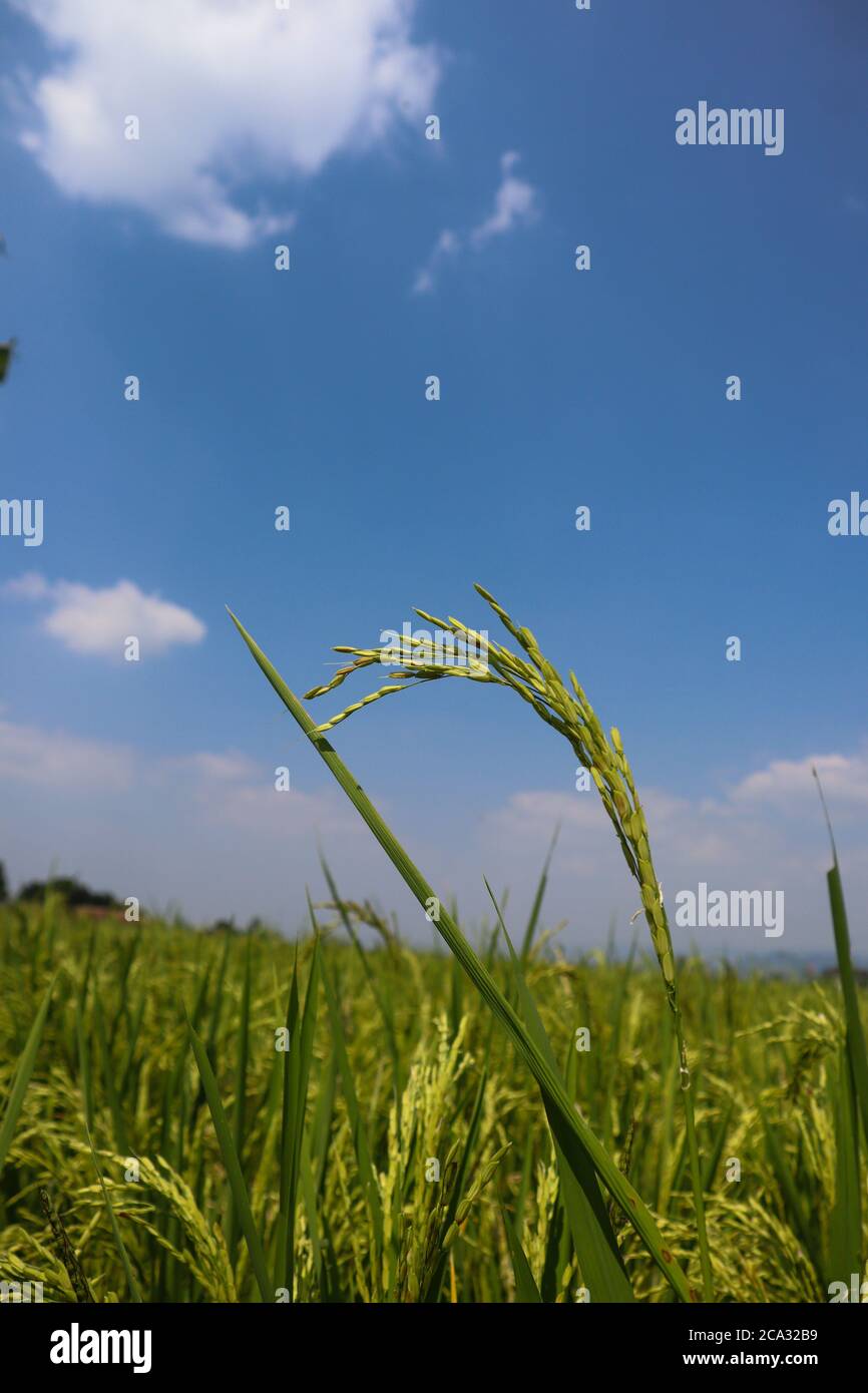rice wallpaper is isolated blue sky which is slightly cloudy Stock ...