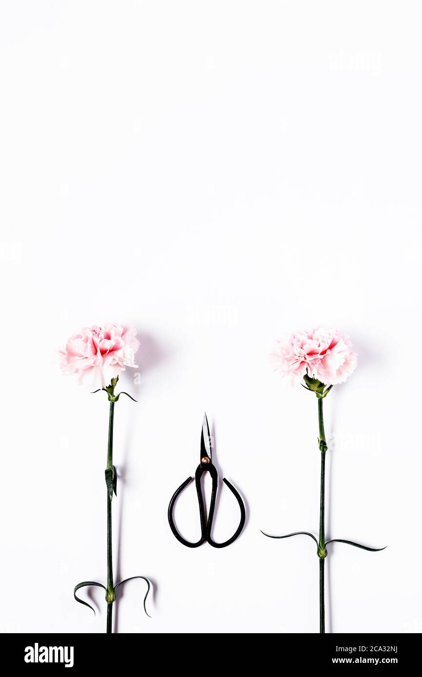 Flowers on white background. Flat lay, top view. Flowers background
