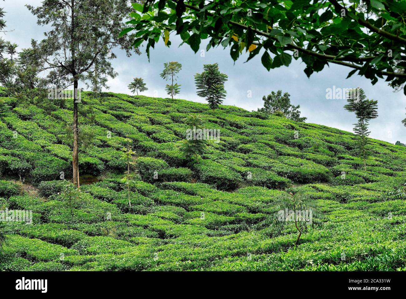 India tea plantation hires stock photography and images Alamy