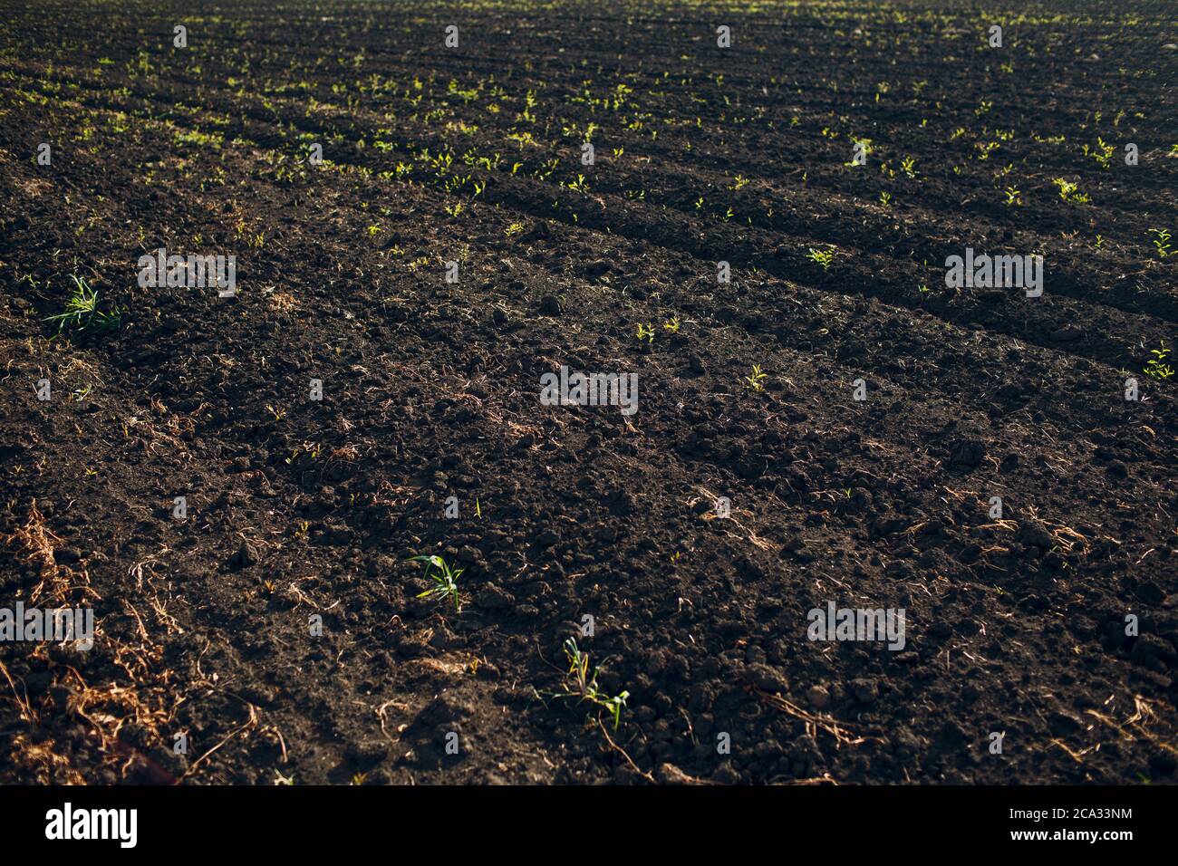 Soil of an agricultural field. Black earth Stock Photo Alamy