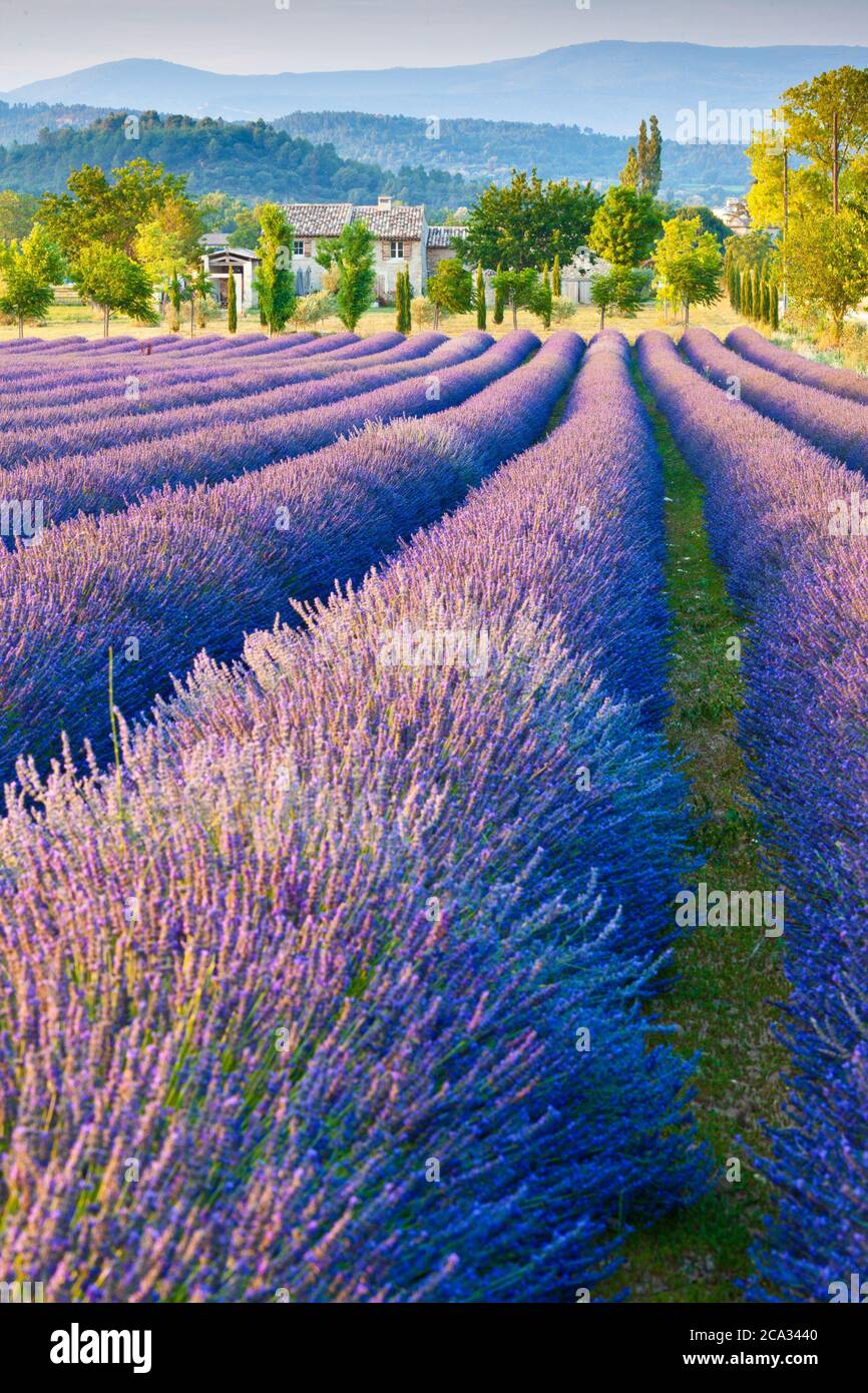 French farm house lavender hires stock photography and images Alamy