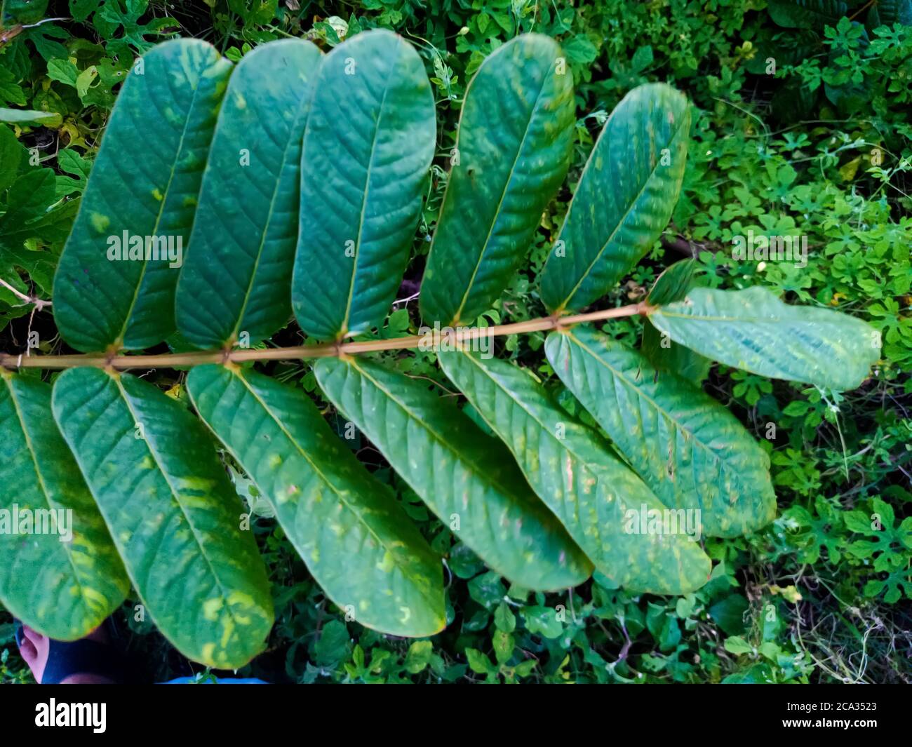 Candlestick senna hires stock photography and images Alamy