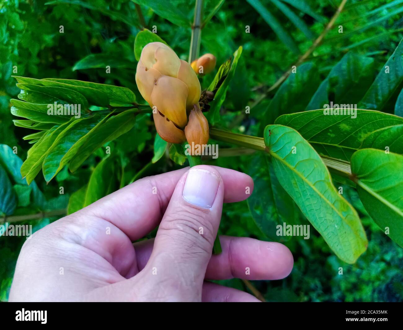 Cassia alata or Senna alata is an important medicinal tree, It also