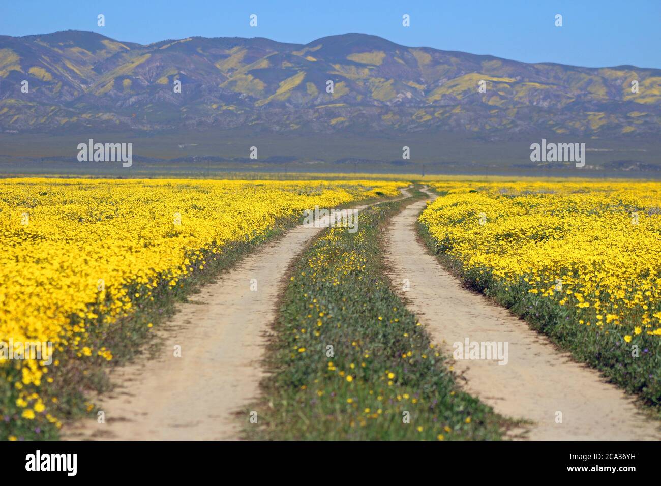 A dirt road in Carrizo Plain National Monument in the spring. Stock Photo