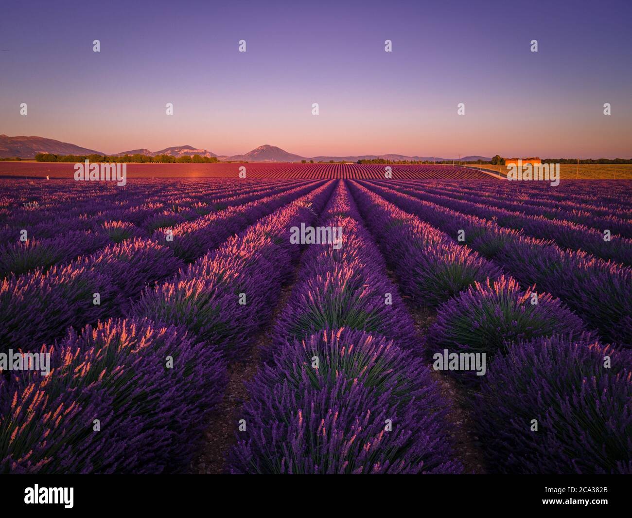 The lavender fields of Valensole Provence in France - travel photography. Stock Photo