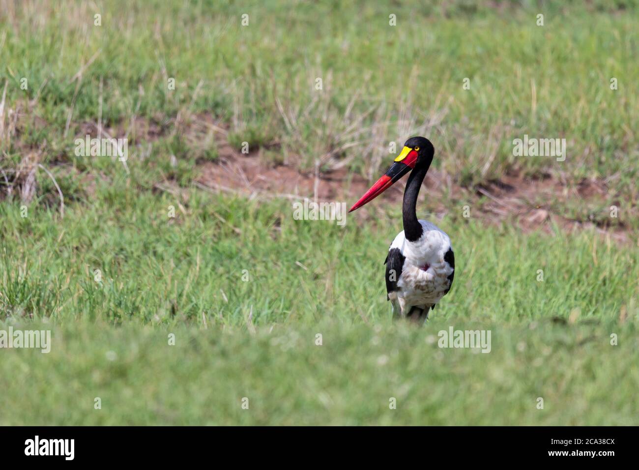 One stork with black red golden beak is standing in the grass. Stock Photo