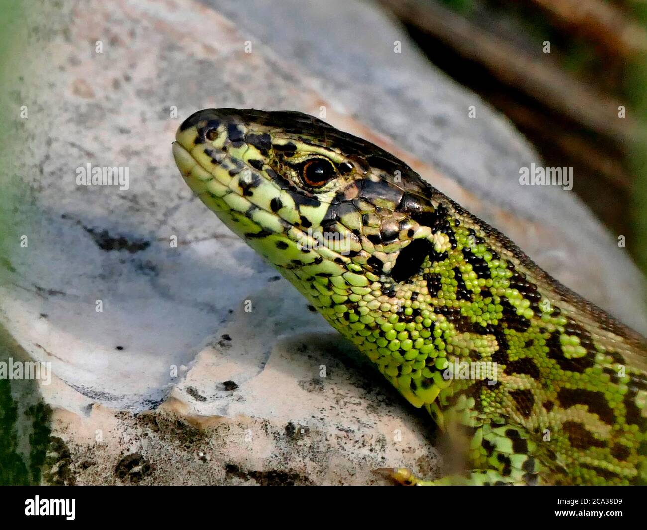 sand lizard during a sunbathing, male reptile Stock Photo Alamy