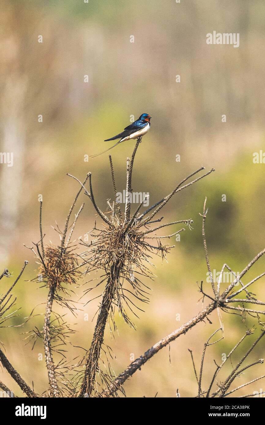 Nedrustning kunstner Undertrykke Wild Forest Bird Barn Swallow Sitting On Top Of Dry Pine Branch In Spring  Season. Belarus, Belarusian Nature, Wildlife Stock Photo - Alamy