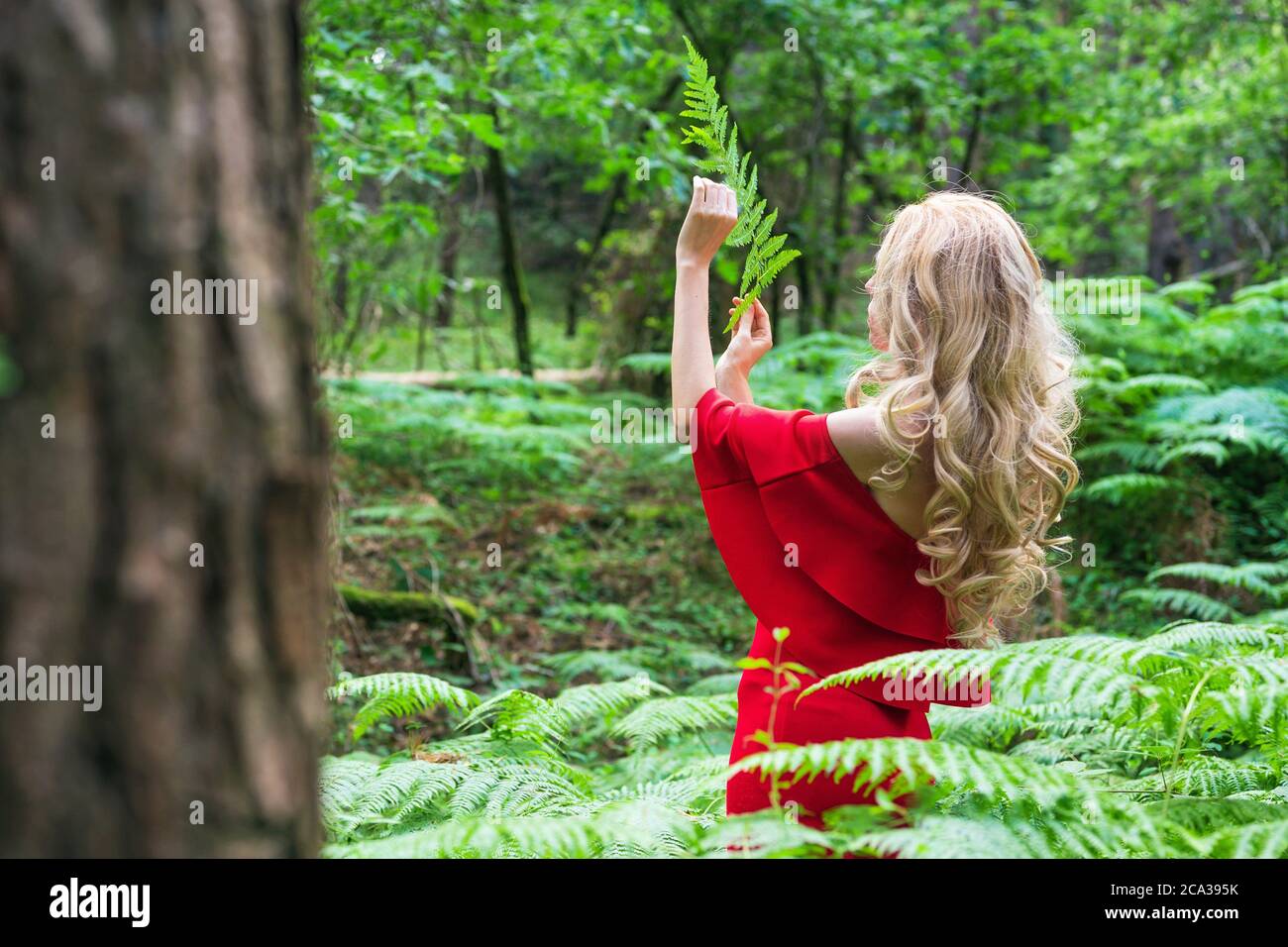 Back view of a Beautiful blonde girl in a chic red dress touching a fern in  the fairy forest. Atmosphere fantastic.High quality photo Stock Photo -  Alamy