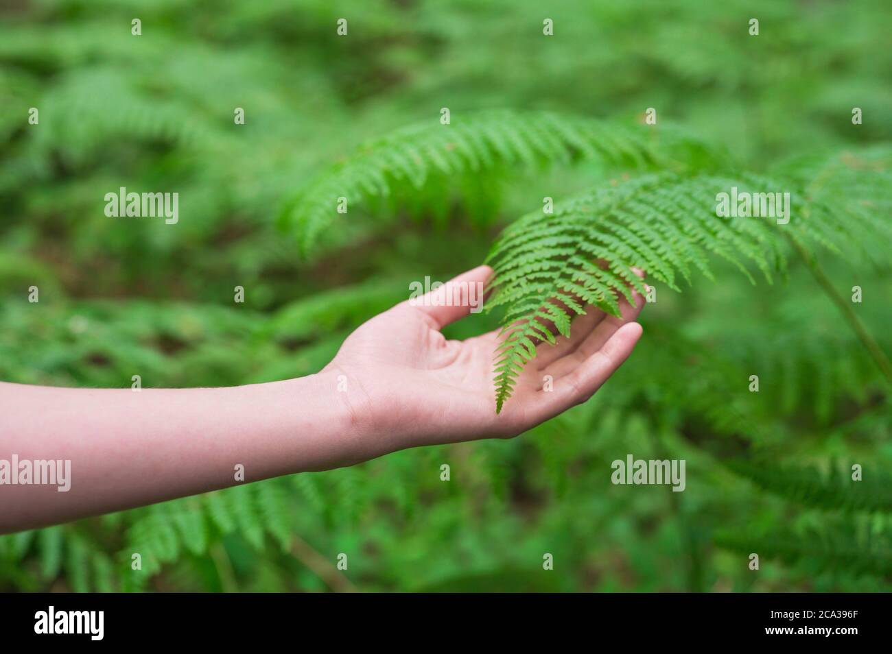 Female hand, with long graceful fingers gently touches the plant, leaves of fern. Close-up shot of unrecognizable person. High quality image. Stock Photo