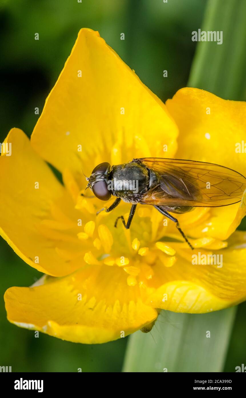 Macro of Hover fly (Syrphidae) on Ranunculus acris, buttercup yellow flower, known as buttercups, spearworts and water crowfoots in the countryside Stock Photo