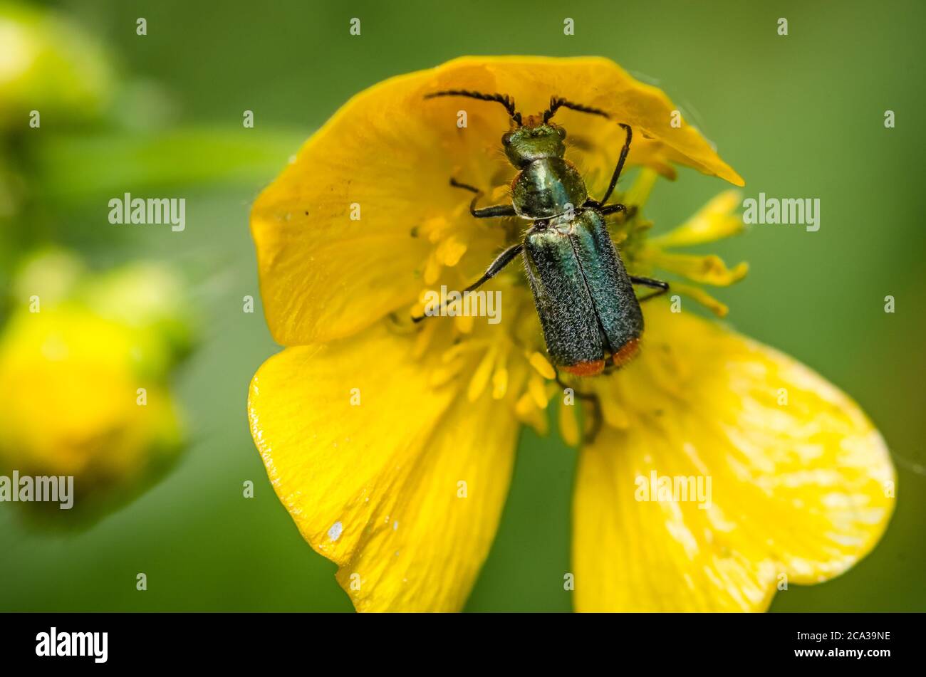 Macro of soft-wing flower beetle (Dasytinae) on Ranunculus acris, buttercup yellow flower, known as buttercups, spearworts and water crowfoots Stock Photo