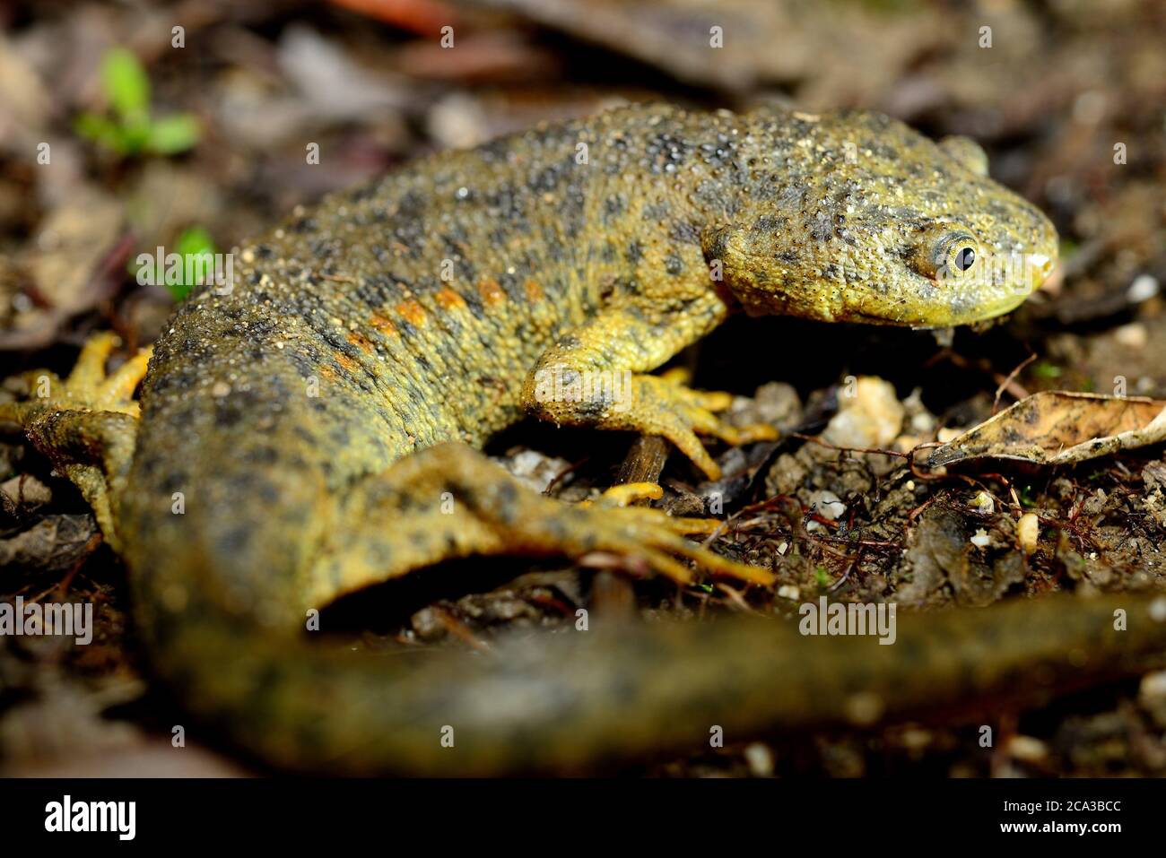 Spanish ribbed newt (Pleurodeles waltl) in Valdemanco, Madrid, Spain