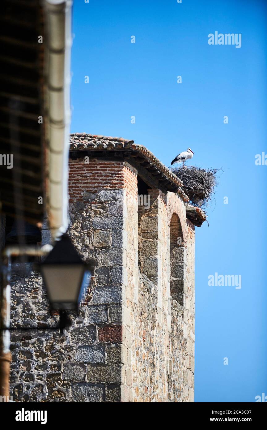 White stork in his nest over bell tower in Cuacos de Yuste, Extremadura (Spain) Stock Photo