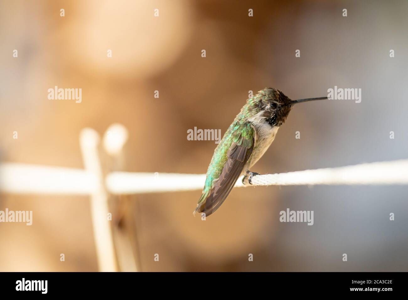 Male of Costa's Hummingbird (Calypte costae) in the green tree. Stock Photo