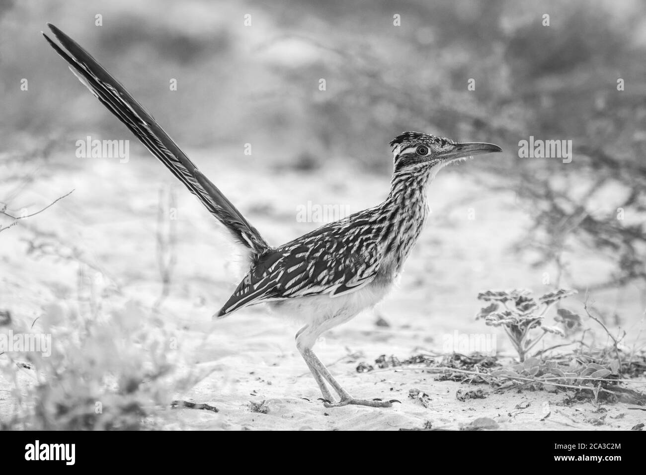 Roadrunner bird Black and White Stock Photos & Images Alamy