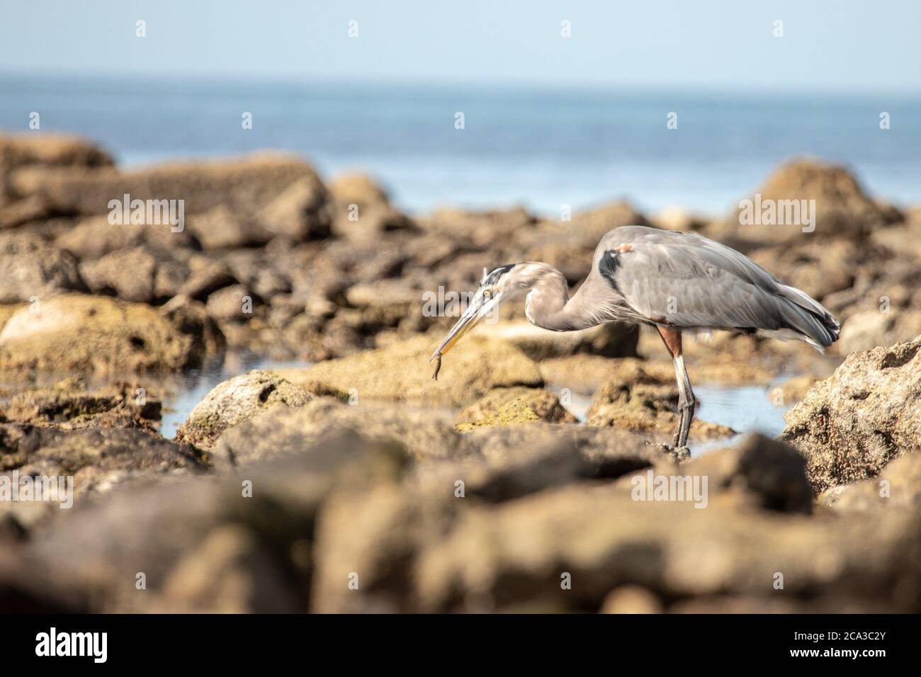 Great Blue Heron (Ardea herodias) on the rocks of a wild beach of North America hunting at low tide. Stock Photo