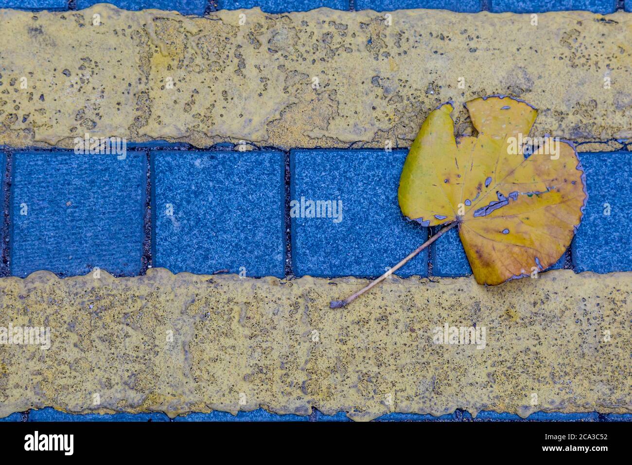 A fallen yellow leaf that has landed on road markings Stock Photo - Alamy