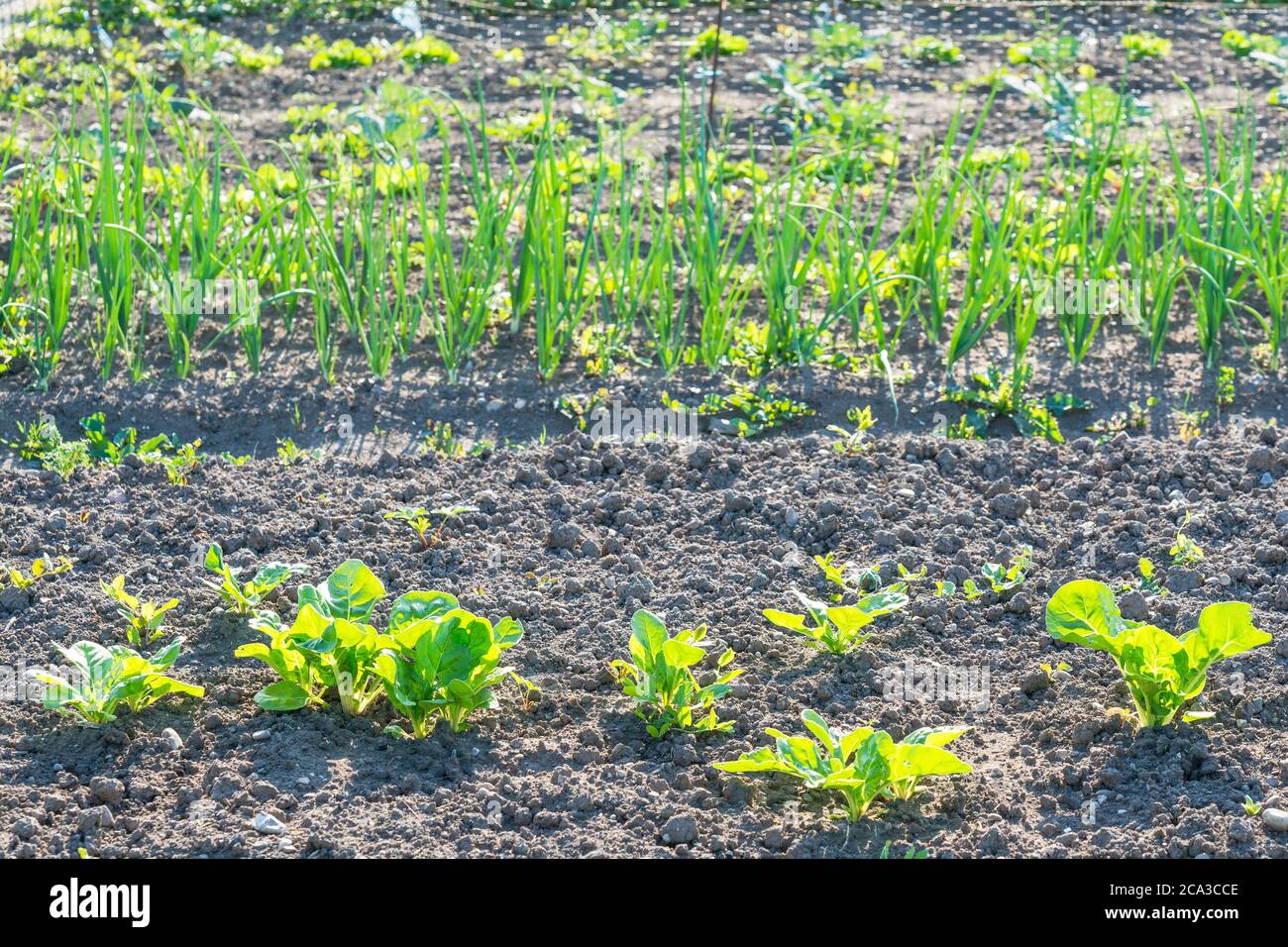 Young spinach in a sunny vegetable garden with scallions in the background.  Vitamins healthy biological homegrown spring organic - stock image Stock Photo