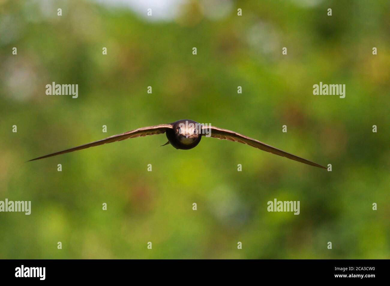 black swift flies in the forehead Stock Photo
